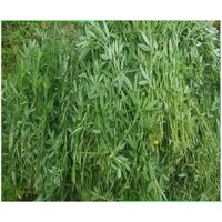 HẠT GIỐNG CỎ CHĂN NUÔI STYLO GÓI 1KG - KHẢ NĂNG THÍCH NGHI TỐT, DỄ TRỒNG DỄ CHĂM SÓC