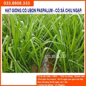 Hạt giống cỏ chịu ngập Ubon Paspalum - Gói 1Kg