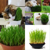 HẠT GIỐNG CỎ CHÓ MÈO
