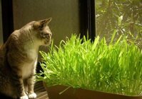 Hạt giống cỏ cho mèo