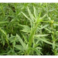 Hạt giống cỏ đậu stylo trong chăn nuôi - gói 200g giống cỏ dinh dưỡng cho vật nuôi như bò dê thỏ gà cá