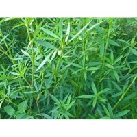 Hạt giống cỏ đậu stylo trong chăn nuôi - 1kg