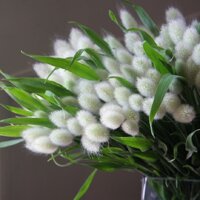 Hạt Giống Cỏ Đuôi Thỏ - 100 Hạt