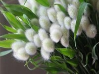 Hạt giống cỏ đuôi thỏ