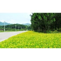 Hạt Giống Cỏ Lạc Dại – Cỏ Thảm Cảnh - Cỏ Đậu Phộng (gói 100 g