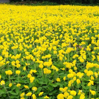 Hạt Giống Cỏ Lạc Dại – Cỏ Thảm Cảnh - Cỏ Đậu Phộng (gói 150 hạt)