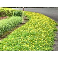 Hạt Giống Cỏ Lạc Dại – HẠT Cỏ Đậu Phộng (gói 50 gram hạt ) - Hạt giống Cỏ Thảm Cảnh,CỎ SÂN VƯỜN