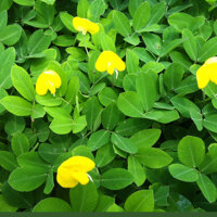 HẠT GIỐNG CỎ LẠC ĐẬU PHỘNG - 10 HẠT