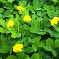 Hạt Giống Cỏ Lạc – gói 1 kg - Cỏ Đậu Phộng - Cỏ Thảm Cảnh - Cỏ Công Trình