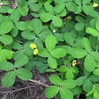 Hạt Giống Cỏ Lạc – gói 100 gam - Cỏ Đậu Phộng - Cỏ Thảm Cảnh - Cỏ Công Trình