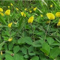 Hạt Giống Cỏ Lạc – gói 200 gam - Cỏ Đậu Phộng - Cỏ Thảm Cảnh - Cỏ Công Trình