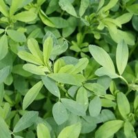 Hạt Giống Cỏ Lạc – gói 20gam - Cỏ Đậu Phộng - Cỏ Thảm Cảnh - Cỏ Công Trình