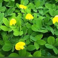 HẠT GIỐNG CỎ LẠC TIÊN ( CỎ LẠC DẠI ) 300 HẠT - CỎ TRANG TRÍ