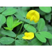 HẠT GIỐNG CỎ LẠC TIÊN ( LẠC DẠI ) 300 HẠT - CỎ THẢM CẢNH, CỎ TRANG TRÍ SÂN VƯỜN