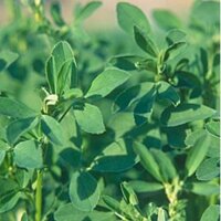 Hạt Giống Cỏ Linh Lăng ALFALFA - gói 200g - Hạt cỏ siêu dinh dưỡng cho chăn nuôi dành cho dê, cừu, thỏ...