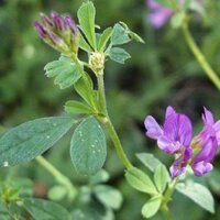 Hạt Giống Cỏ Linh Lăng ALFALFA - gói 2kg - Hạt cỏ ba lá họ đậu siêu dinh dưỡng cho chăn nuôi dành cho dê, cừu, thỏ...