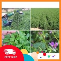 Hạt Giống Cỏ Linh Lăng Alfalfa - Gói 100gram giá tốt nhất