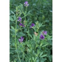 Hạt Giống Cỏ Linh Lăng ALFALFA - gói 1kg - Hạt cỏ ba lá họ đậu siêu dinh dưỡng cho chăn nuôi dành cho dê, cừu, thỏ...