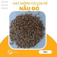 Hạt giống Cỏ Lúa Mì ITALY Nâu Đỏ 1KG