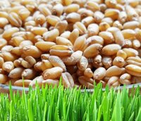 Hạt giống cỏ lúa mì (lúa mạch) 1Kg