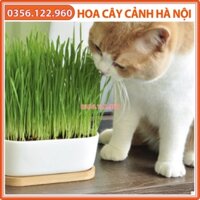 Hạt giống cỏ lúa mì lúa mạch 1kg - cỏ chó mèo kích thích tiêu hóa giàu dinh dưỡng