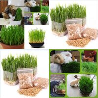 Hạt giống cỏ lúa mì lúa mạch  cho thú cưng chó mèo chim hamster  - 1 gói 100gram