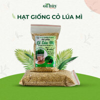 Hạt Giống Cỏ Lúa Mì OThủy Healthy, Hạt Lúa Mạch Dễ Trồng, Thơm Ngon, Nhanh Thu Hoạch Túi 1kg