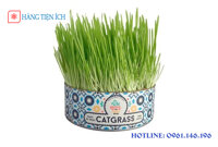 Hạt giống cỏ lúa mì tươi cho mèo Cat Grass (Cỏ Mèo)