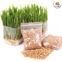 Hạt Giống Cỏ Mèo Giá Rẻ
