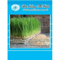 Hạt giống cỏ mèo gói 100g