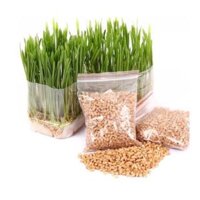 Hạt giống cỏ mèo gói 20g