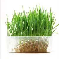 Hạt Giống Cỏ Mèo – Mã CMCBH02