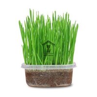 Hạt Giống Cỏ Mèo
