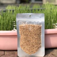 Hạt giống cỏ mèo