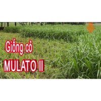 Hạt giống cỏ Mulato II - Cỏ Sả Dinh Dưỡng gói 50g - Hạt giống Cỏ Chăn Nuôi