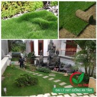 Hạt giống cỏ nhung nhật gói 100gam