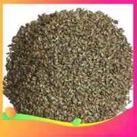 Hạt giống cỏ RUZI Cỏ sả, Chịu giẫm đạp -100gr UY TÍN, GIÁ RẺ, CHẤT LƯỢNG BÀ CON AN TÂM ƯƠM MẦM