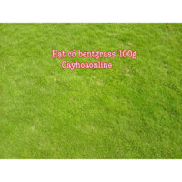 Hạt giống cỏ thảm Bent grass 100g trồng sân gold, trang trí sân vườn (bentgrass)