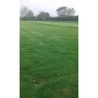 HẠT GIỐNG CỎ THẢM BERMUDA XANH ( GÓI 500G)- CỎ THẢM TRANG TRÍ SÂN VƯỜN, SÂN BÓNG, CỎ CHĂN NUÔI