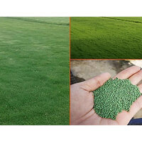 HẠT GIỐNG CỎ THẢM BERMUDA XANH 1KG - CỎ THẢM CẢNH - CỎ THẢM TRANG TRÍ SÂN VƯỜN SÂN BÓNG
