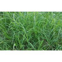 HẠT GIỐNG CỎ THẢM BERMUDA XANH ( GÓI 1KG)- CỎ THẢM TRANG TRÍ SÂN VƯỜN