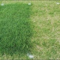 HẠT GIỐNG CỎ THẢM BERMUDA XANH ( GÓI 300G)- CỎ THẢM TRANG TRÍ SÂN VƯỜN, SÂN BÓNG