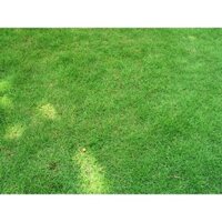 HẠT GIỐNG CỎ THẢM CẢNH CỎ NHUNG NHẬT - PHÁT TRIỂN TỐT, DỄ CHĂM SÓC