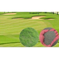 HẠT GIỐNG CỎ THẢM CẢNH CỎ BERMUDA XANH - CHẤT LƯỢNG GIỐNG TỐT