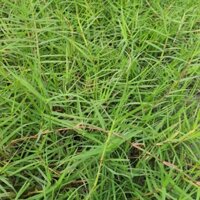 HẠT GIỐNG CỎ THẢM CẢNH CO BERMUDA - DỄ TRỒNG VÀ CHĂM SÓC, NĂNG SUẤT CAO