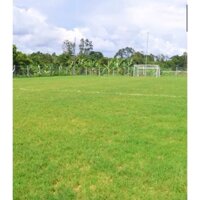 HẠT GIỐNG CỎ THẢM CỎ BERMUDA - NHANH THU HOẠCH, NĂNG SUẤT TỐT