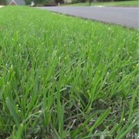 Hạt Giống Cỏ Thảm Trang Trí Bermuda 300g - HẠT GIỐNG CHẤT LƯỢNG CAO