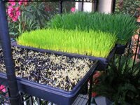 Hạt giống cỏ tươi cho chó, mèo, thú cưng gói 50g - Cỏ Mèo - Cỏ lúa mì Cat Grass - Hạt giống cỏ tươi cho mèo