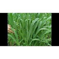 Hạt giống cỏ Yến Mạch 1kg