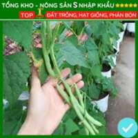 Hạt giống cove leo giàn năng suất cao, hạt giống đậu cove xanh cao sản - nongsans